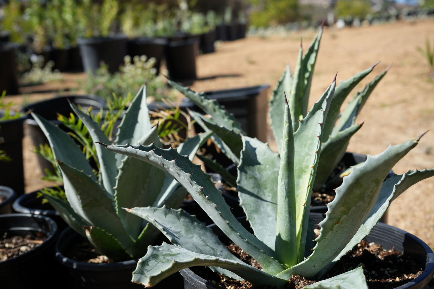 Agave americana (Century Plant): A Majestic Desert Icon for Rocky Garden