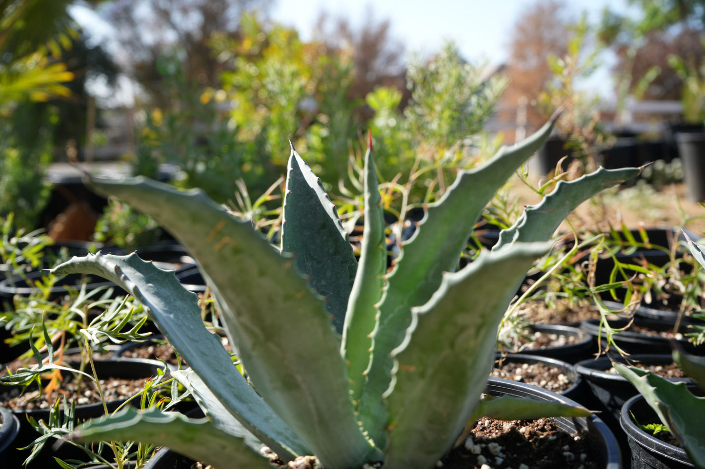 Agave americana (Century Plant): A Majestic Desert Icon for Rocky Garden