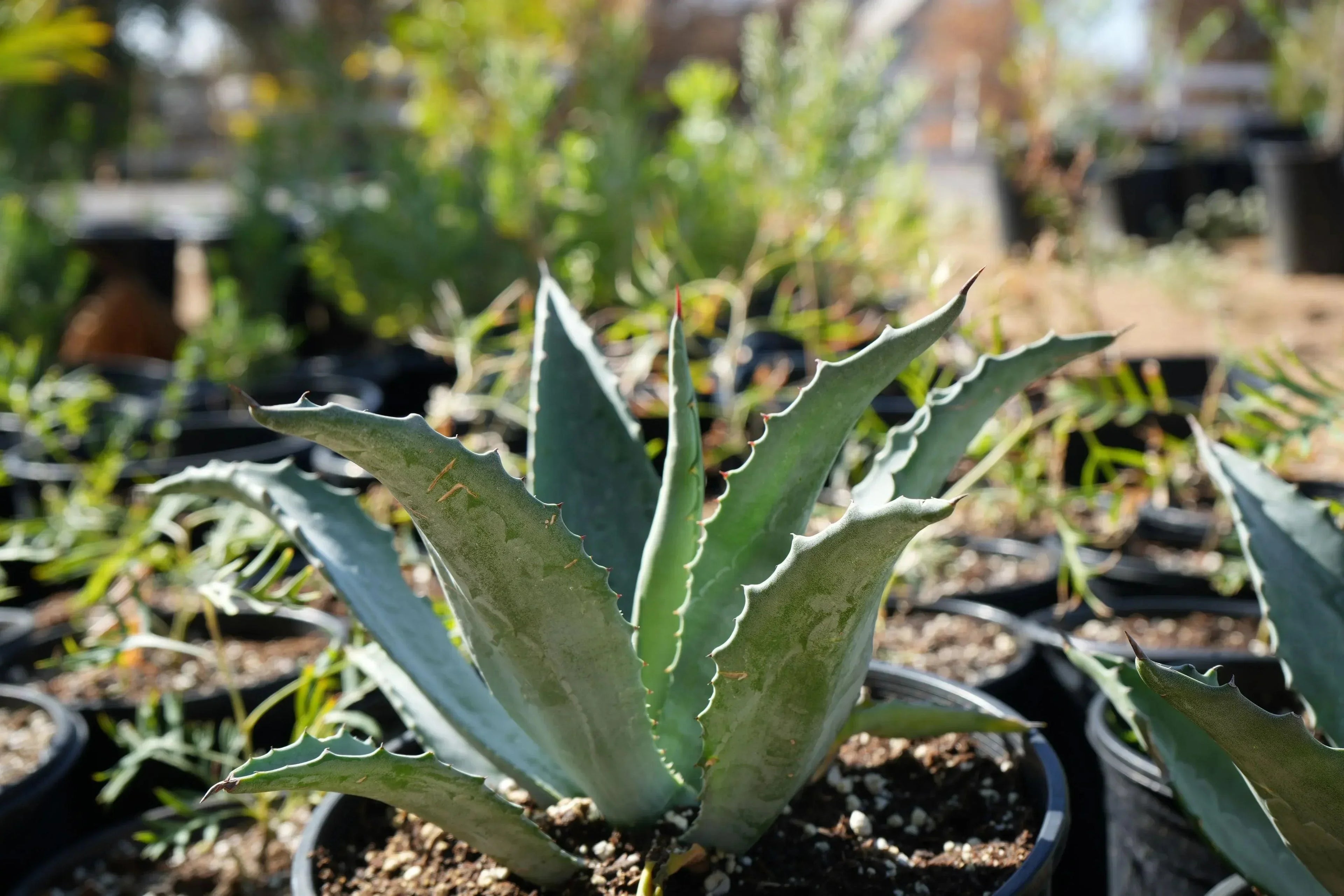 Agave americana succulent in black nursery pot outdoors, surrounded by other potted plants
