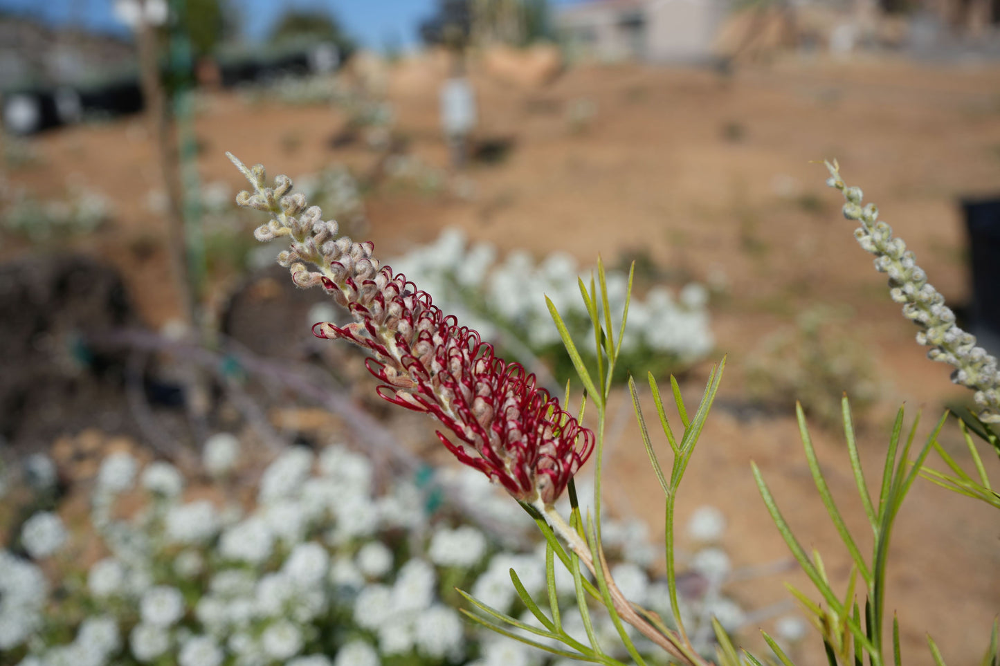 Grevillea 'Kings Celebration': A Royal Display of Color Blooms