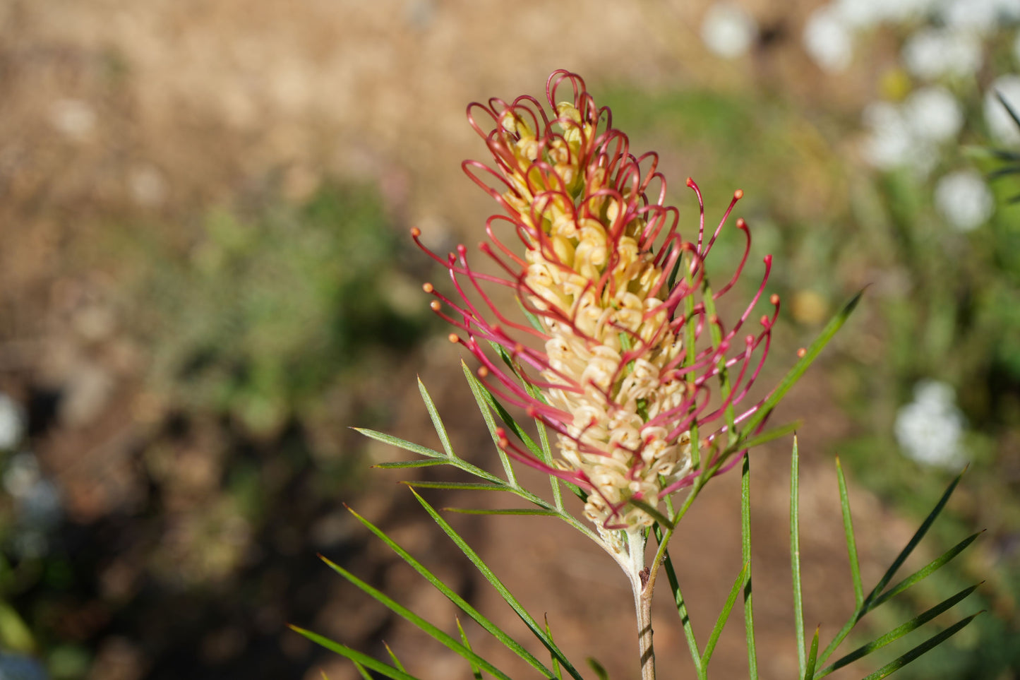 Grevillea 'Kings Rainbow': A Burst of Color, Hardy Beauty