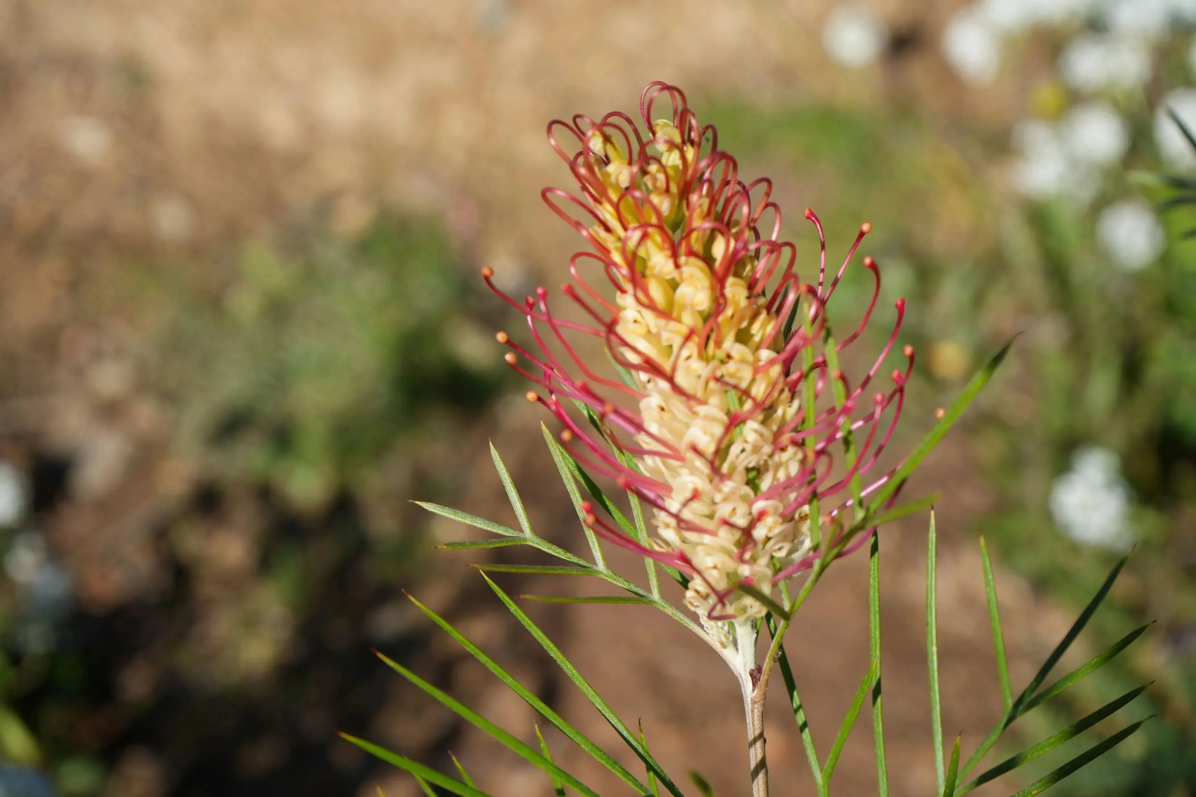 Grevillea Kings Rainbow flower with yellow and pink curled petals outdoors