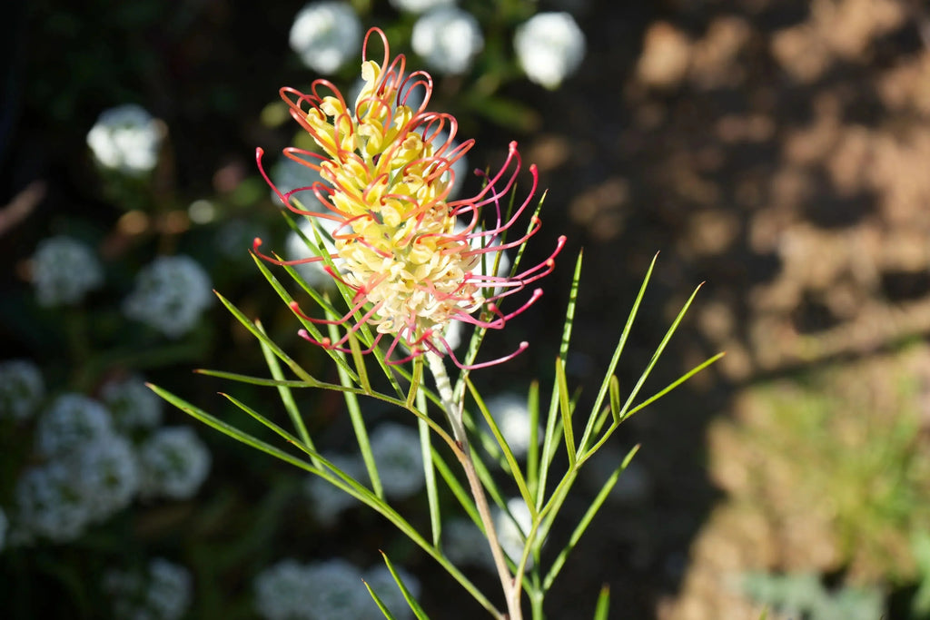 Grevillea Kings Rainbow protea plant with vibrant yellow and pink flower outdoors