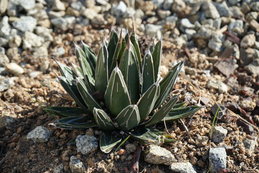 Agave victoriae-reginae succulent with white markings growing in rocky soil