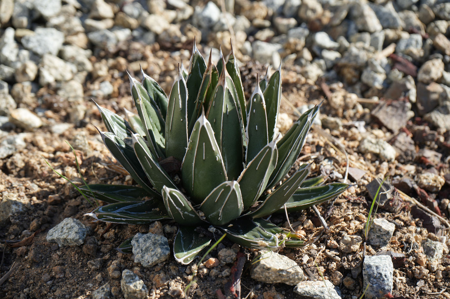 Agave victoriae-reginae: A Royal Succulent