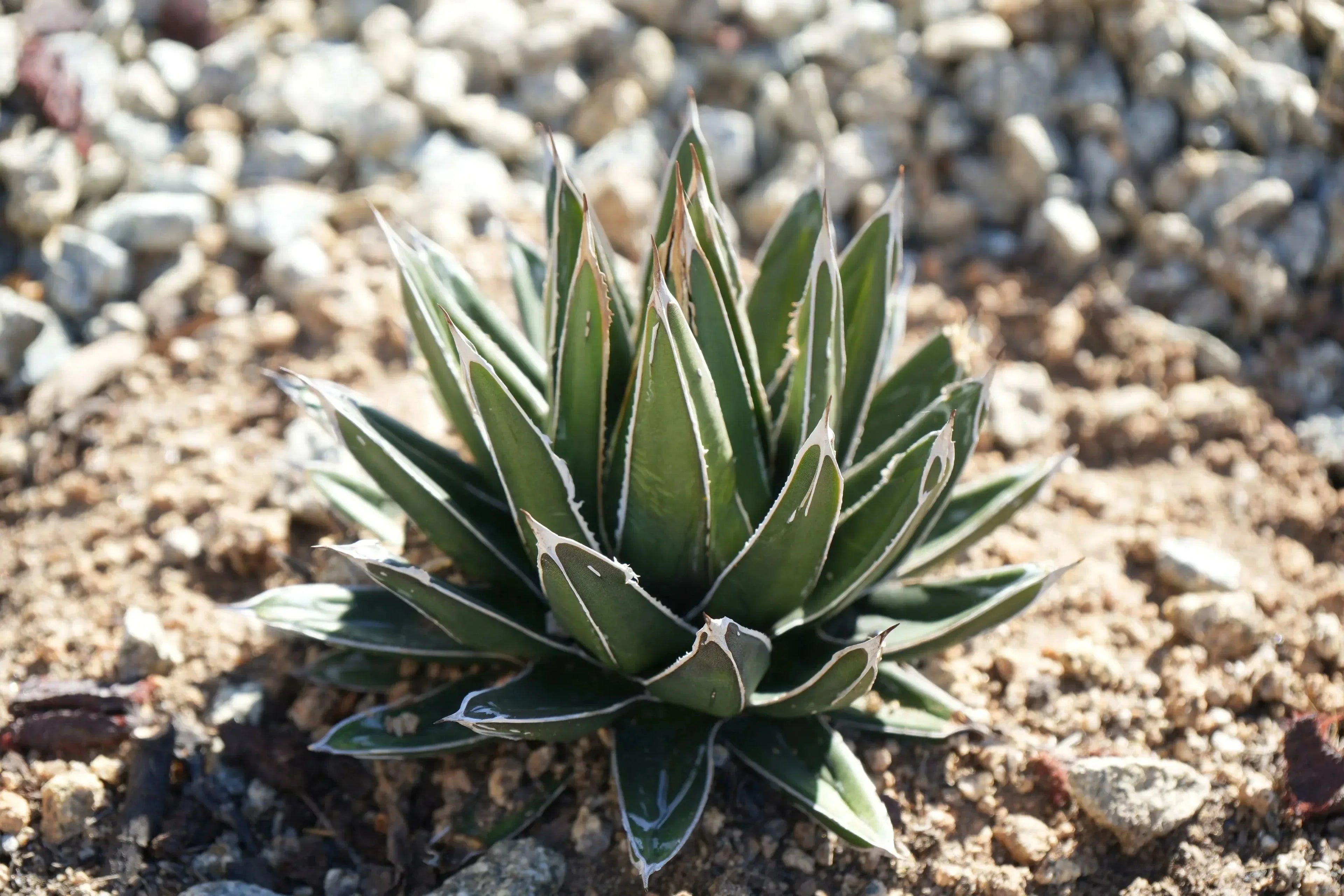Agave victoriae-reginae succulent with white-edged leaves in a rocky garden bed