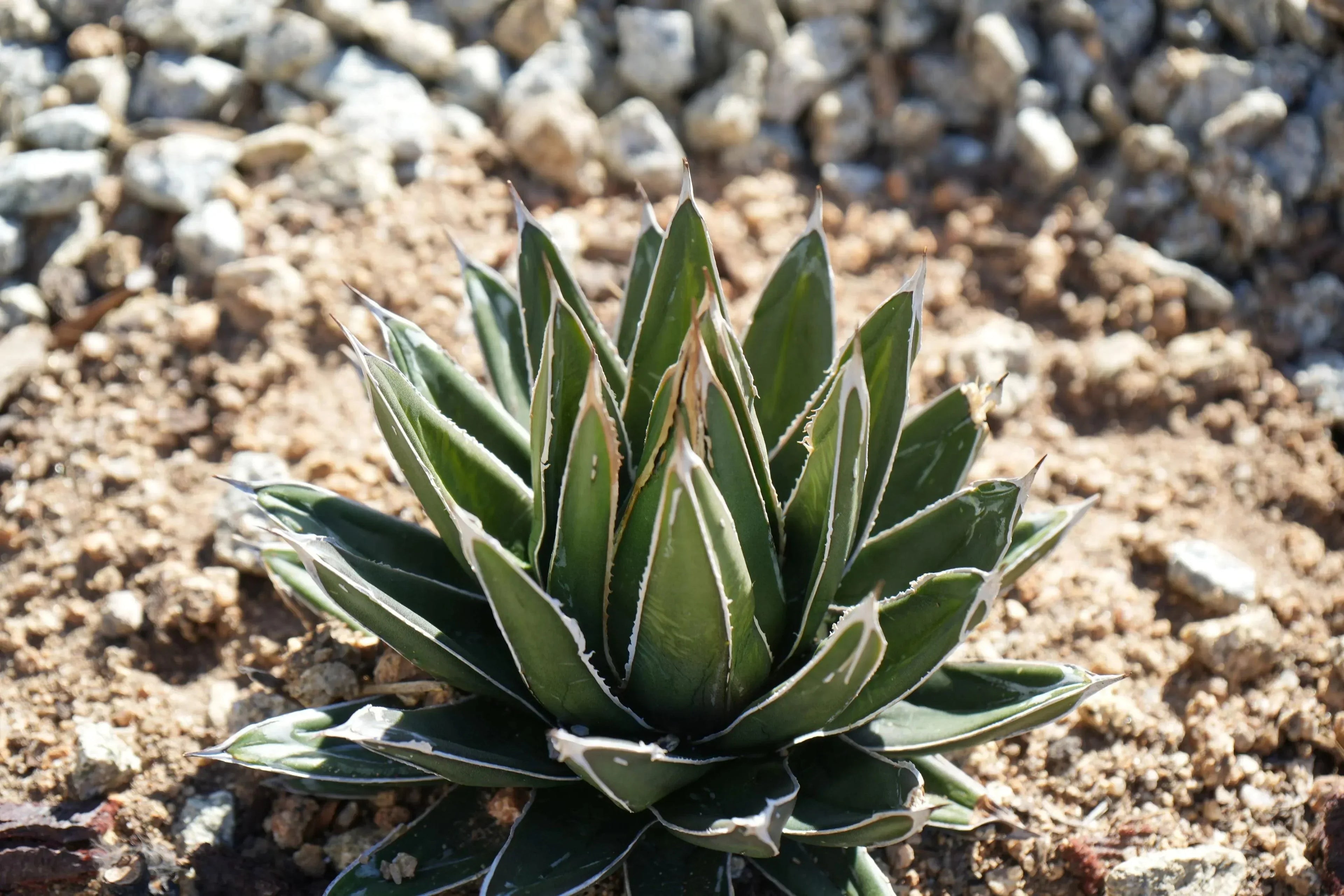 queen victoria succulent Agave victoriae-reginae: A Royal Succulent, Blue Symmetry Beauty – Bonte Farm
