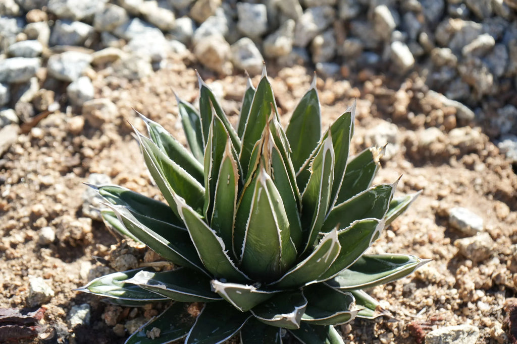 Agave Queen Victoria succulent with white-lined green leaves in rocky garden soil