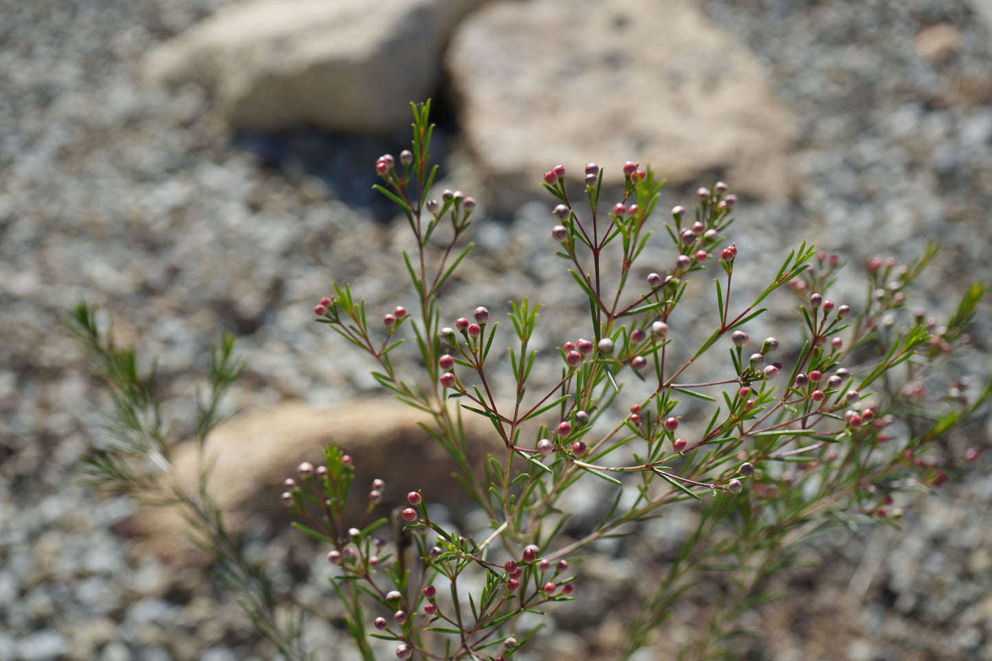 Chamelaucium uncinatum 'Purple Pride': A Burst of Purple Beauty