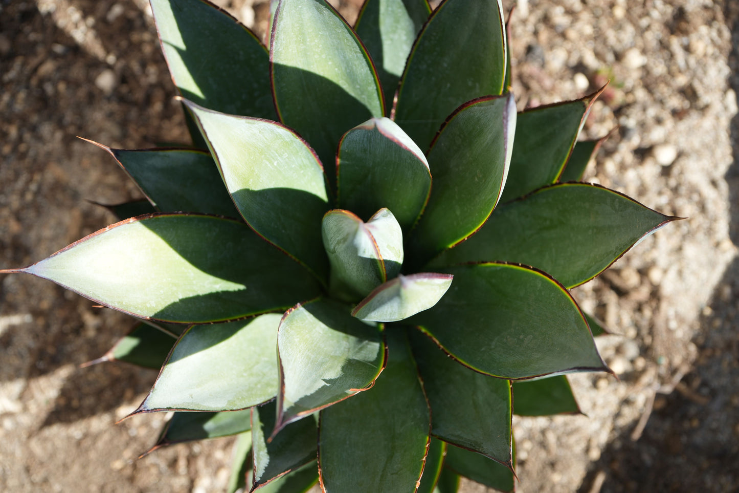 Agave Blue Glow: A Serene Splash of Color