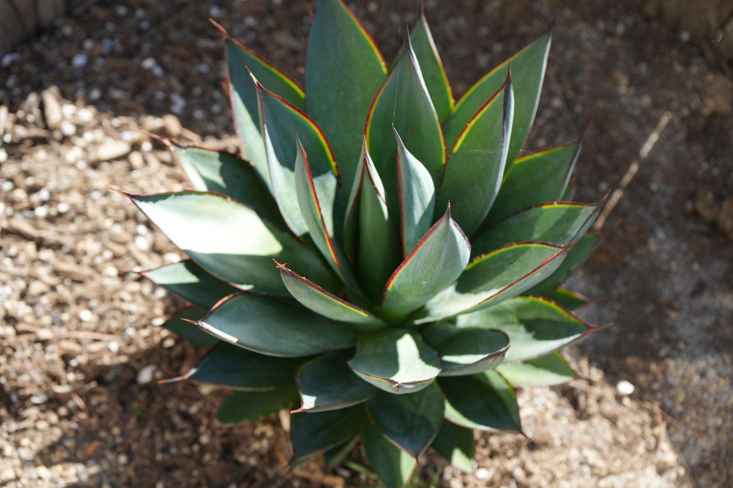 Agave Blue Glow: A Serene Splash of Color