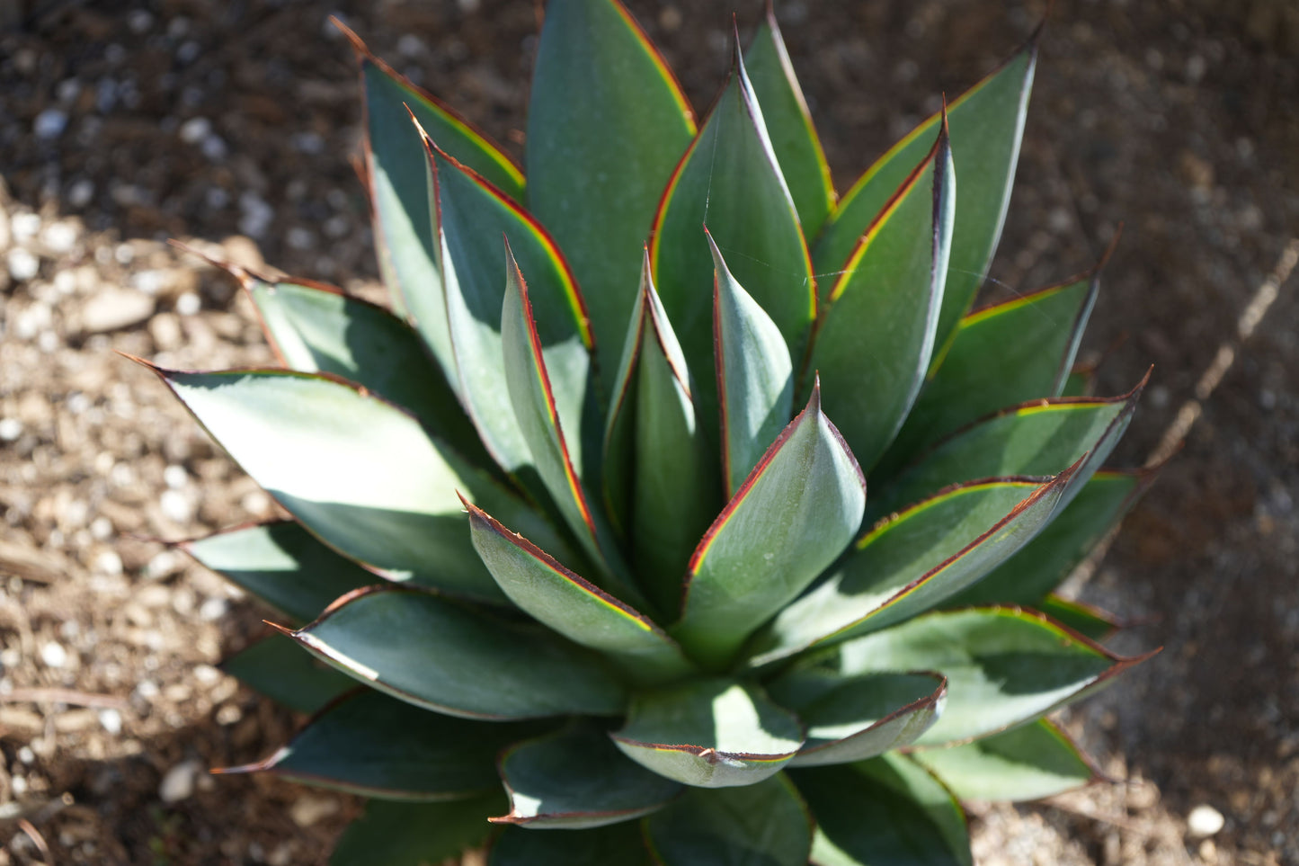 Agave Blue Glow: A Serene Splash of Color