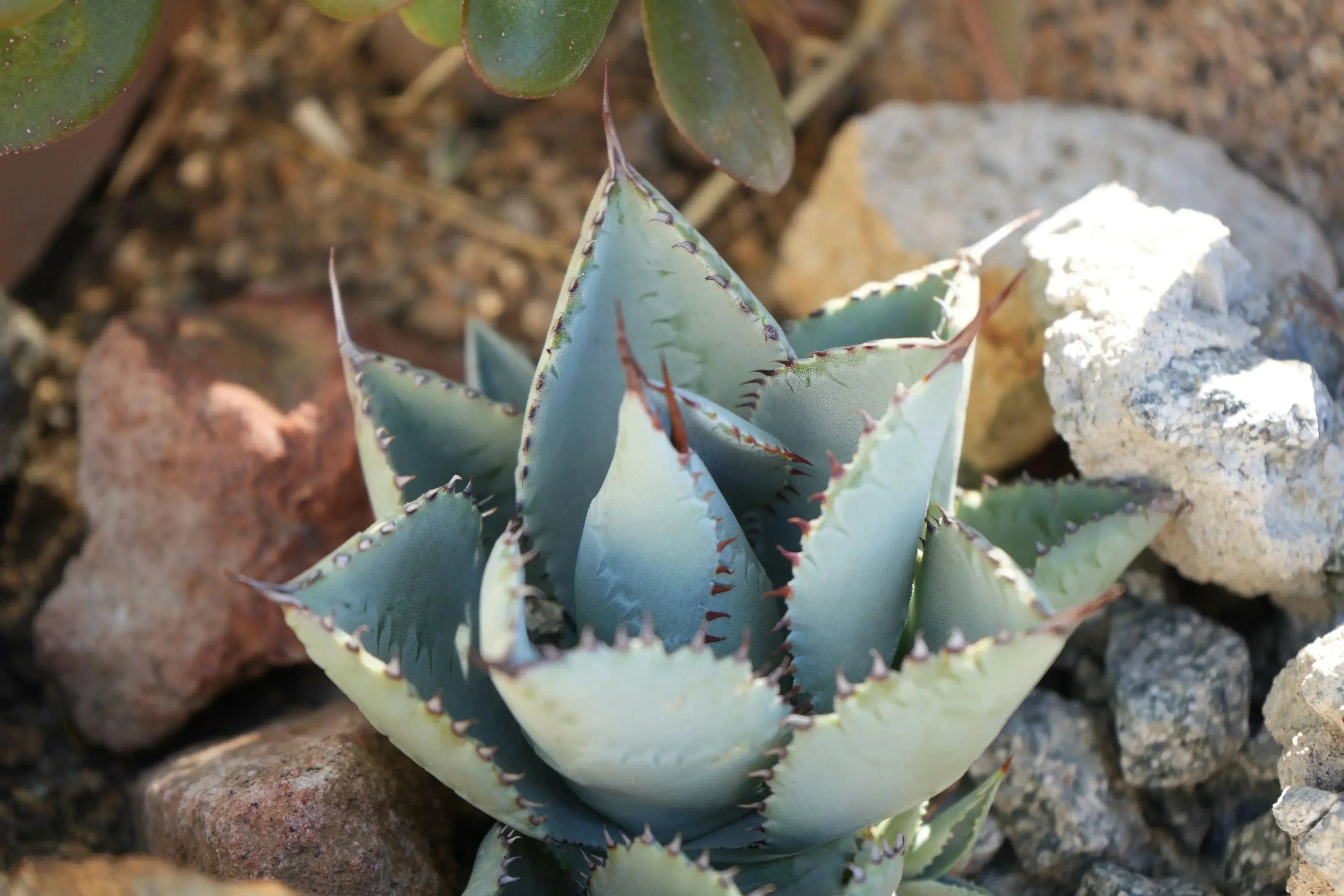 Agave Dragon Toe succulent with spiky blue-green leaves in a rocky garden setting