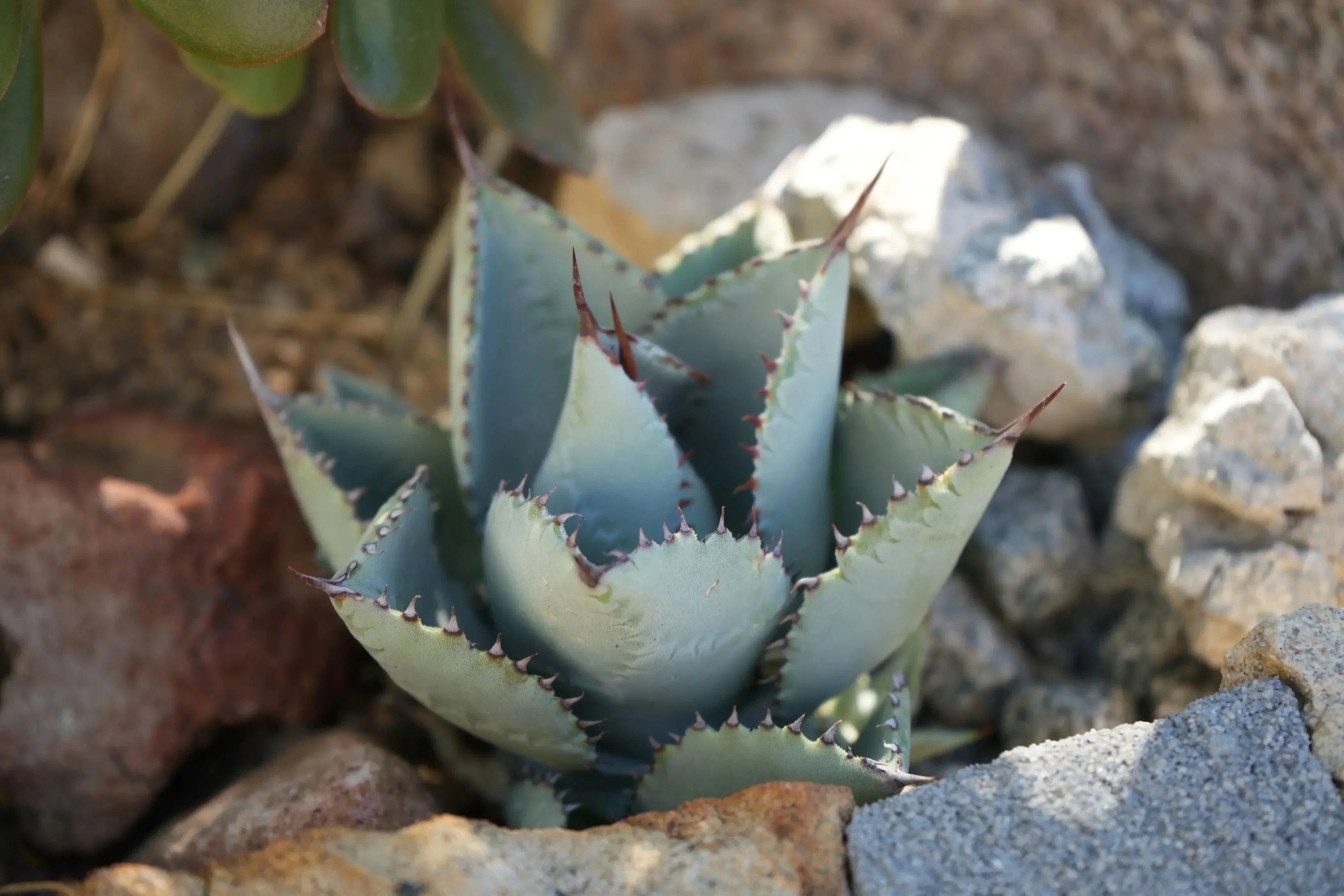 Agave 'Dragon Toe' succulent with spiky blue-green leaves in a rocky outdoor garden