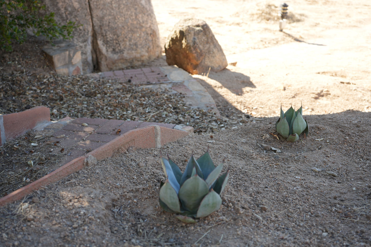 Agave Celsii 'Nova': A Stellar Addition to Your Garden