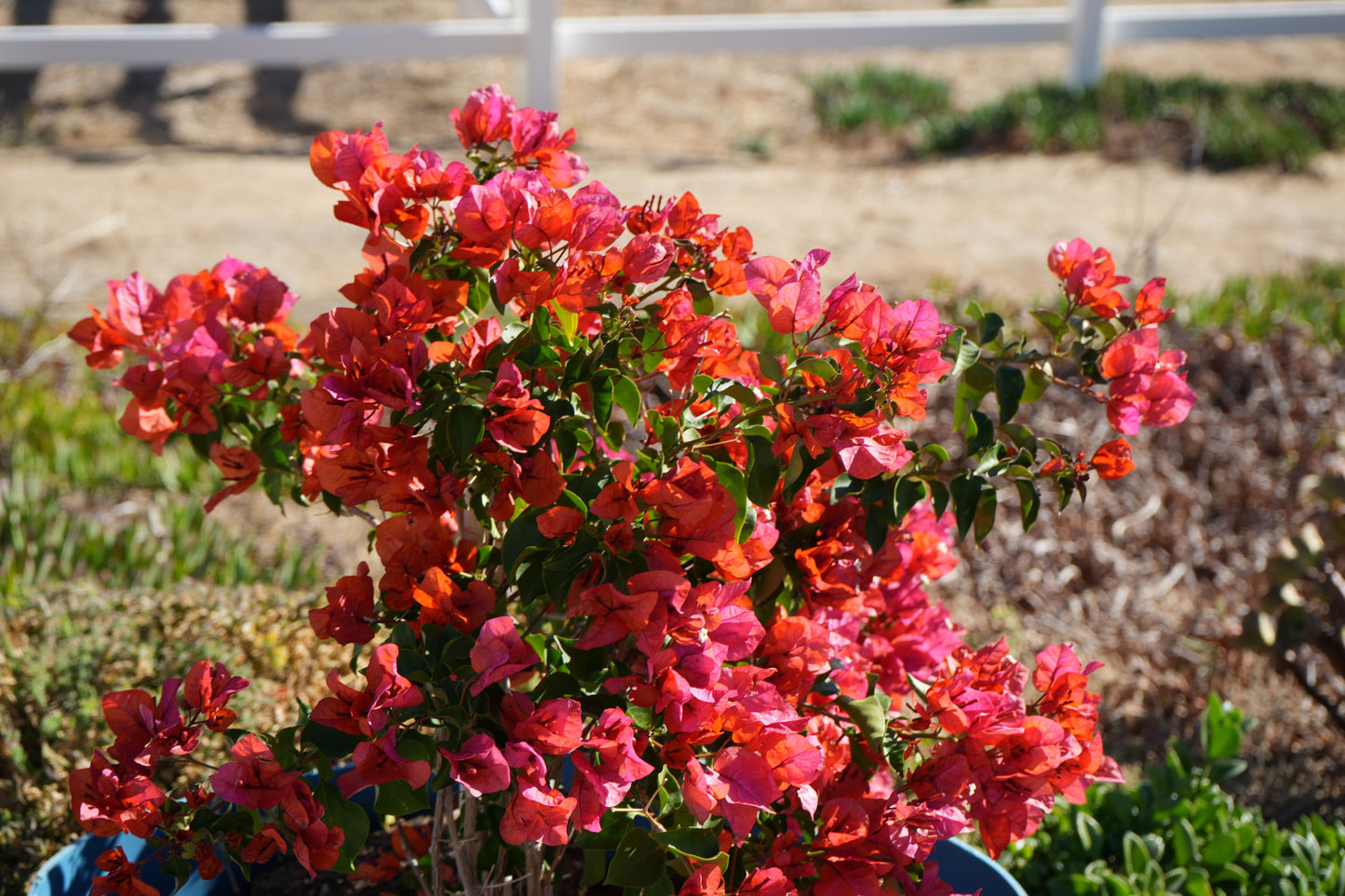 Bougainvillea 'Thai Delight': A Tropical Treasure