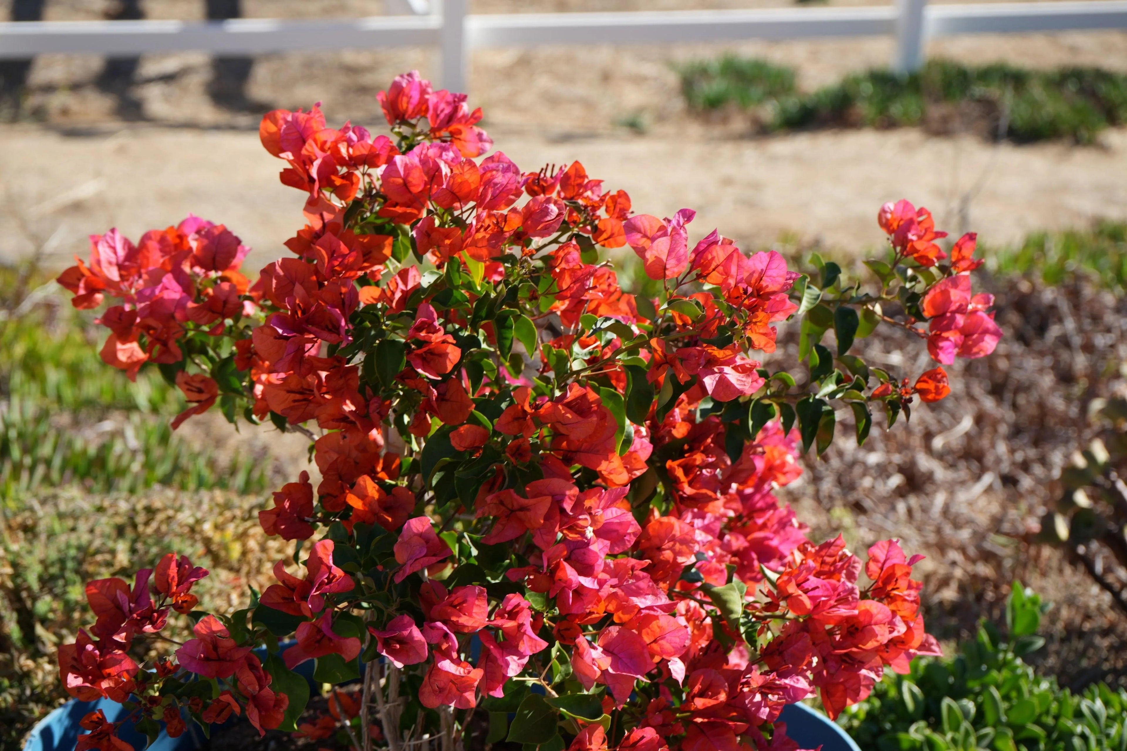 Bougainvillea 'Thai Delight': A Tropical Treasure - Bonte Farm