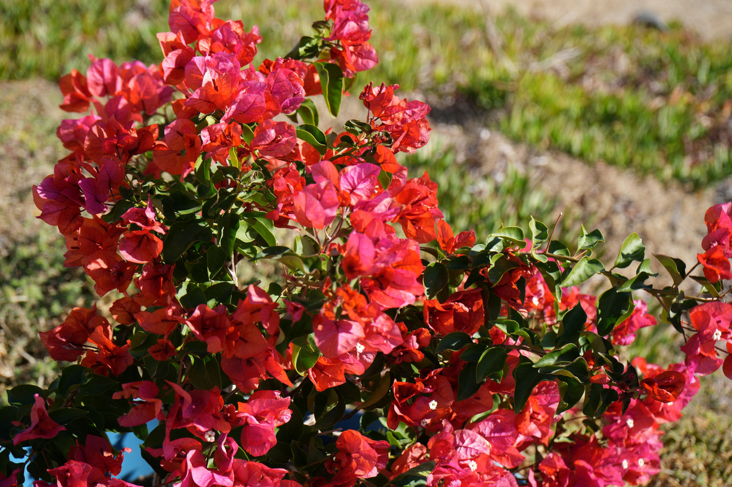 Bougainvillea 'Thai Delight': A Tropical Treasure