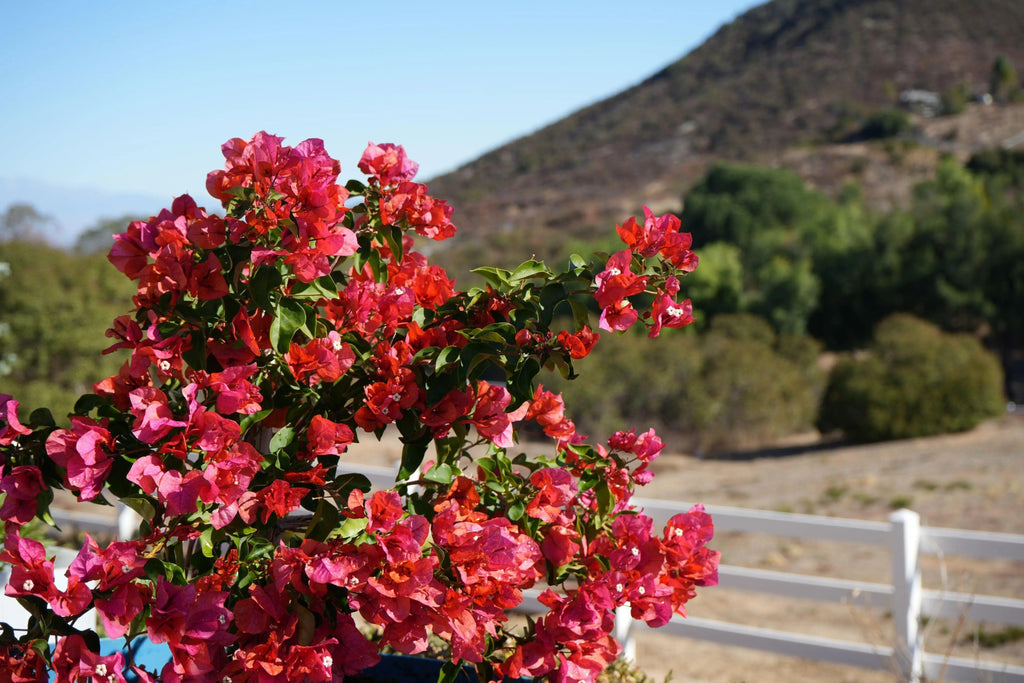 Bougainvillea 'Thai Delight': A Tropical Treasure - Bonte Farm