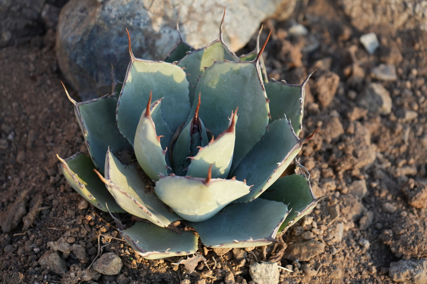 Agave parryi var. truncata: Elegant Silvery Succulents