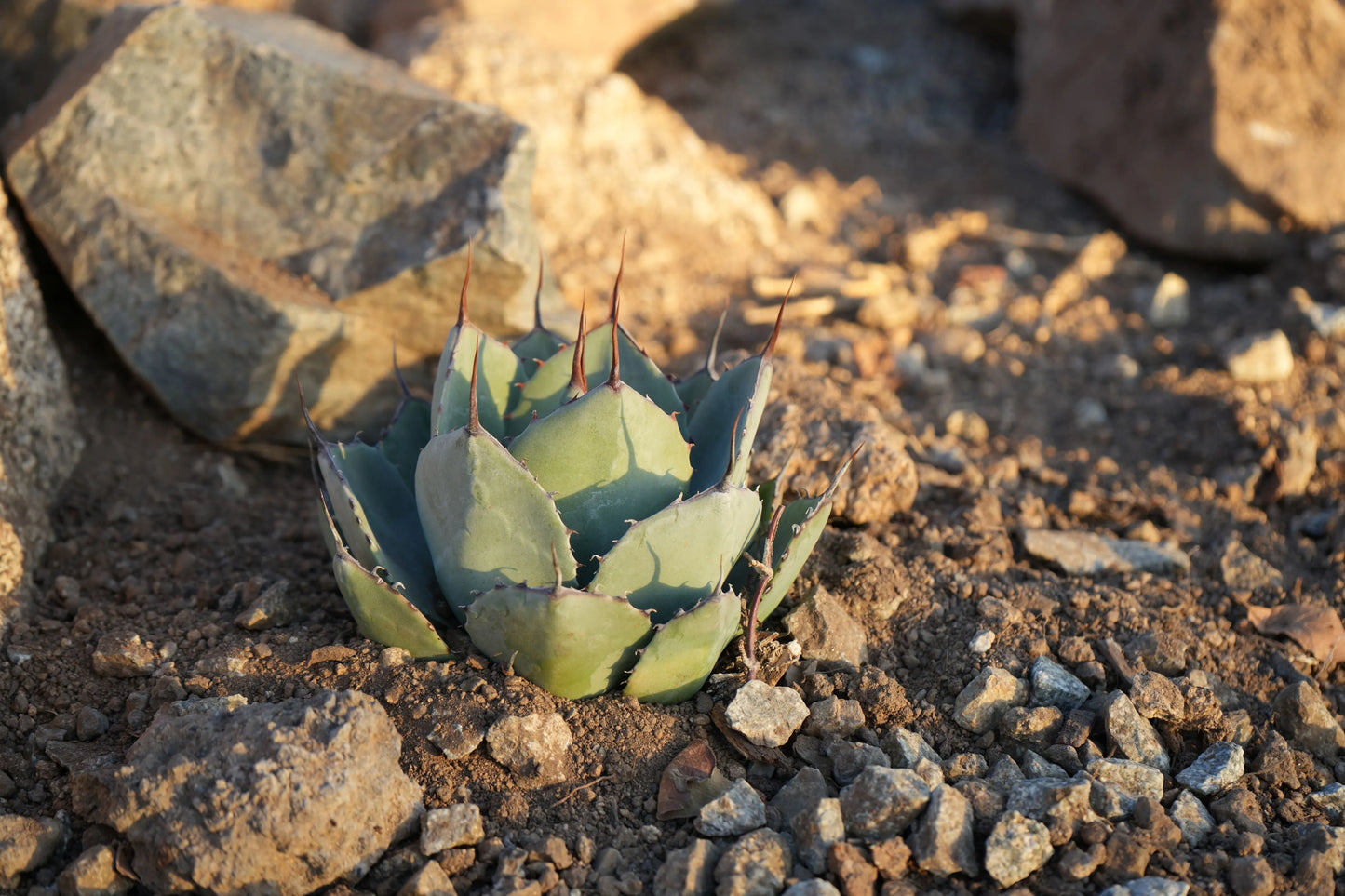 Agave parryi var. truncata: Elegant Silvery Succulents