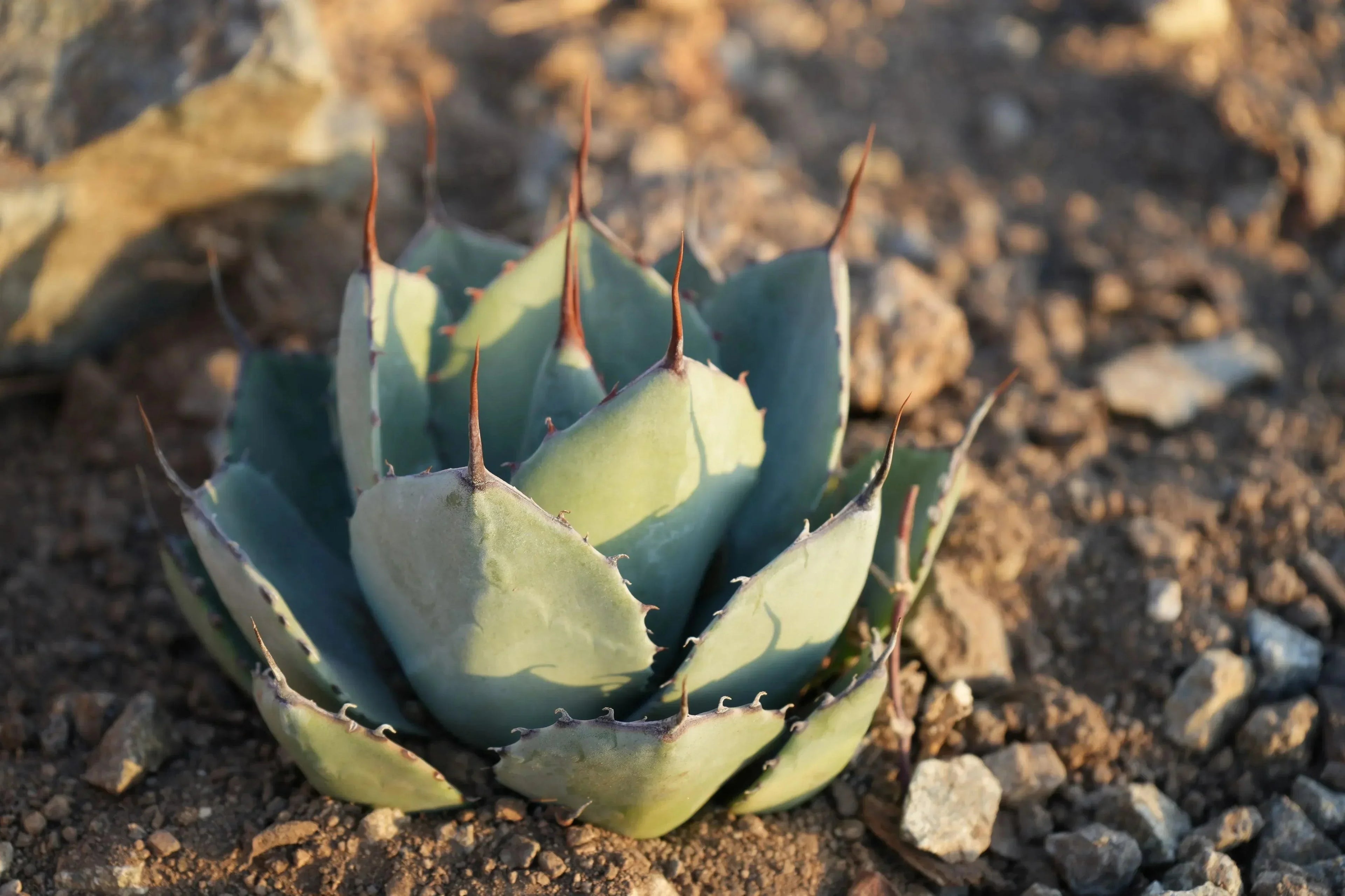 Agave truncata succulent with blue-green rosette leaves and sharp tips in rocky soil