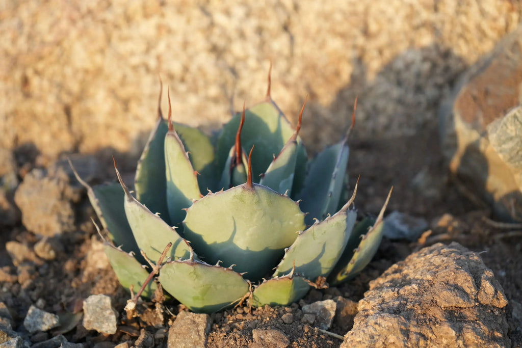 Agave truncata succulent with blue-green leaves and spines growing in rocky soil outdoors