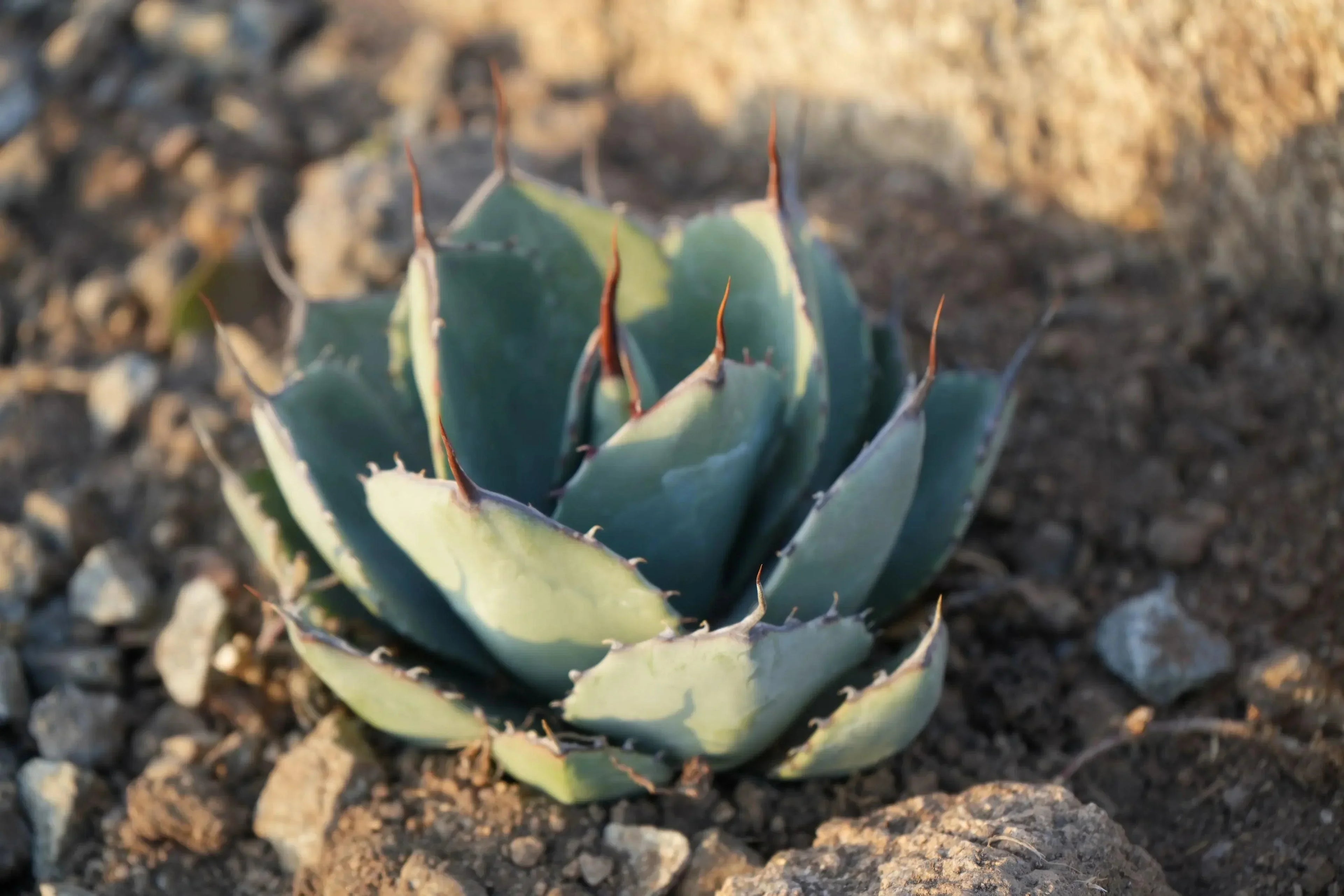 Agave truncata succulent with blue-green spiky leaves growing in rocky soil outdoors