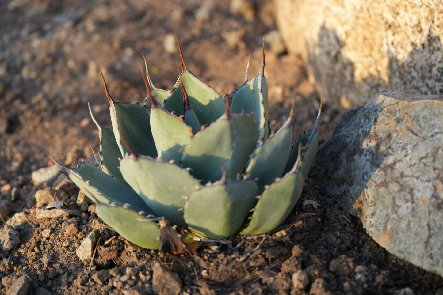 Agave parryi var. truncata: Elegant Silvery Succulents