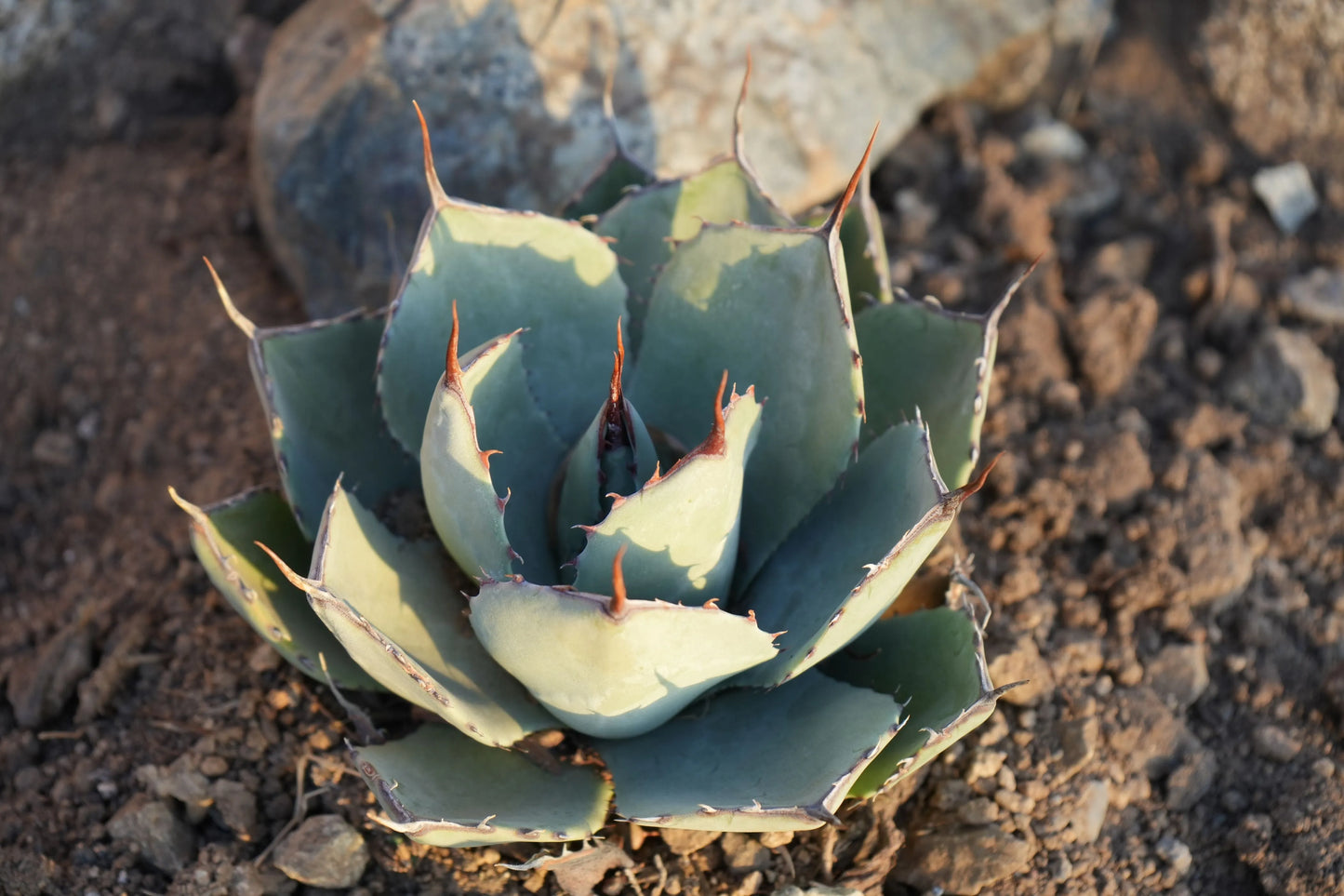 Agave parryi var. truncata: Elegant Silvery Succulents