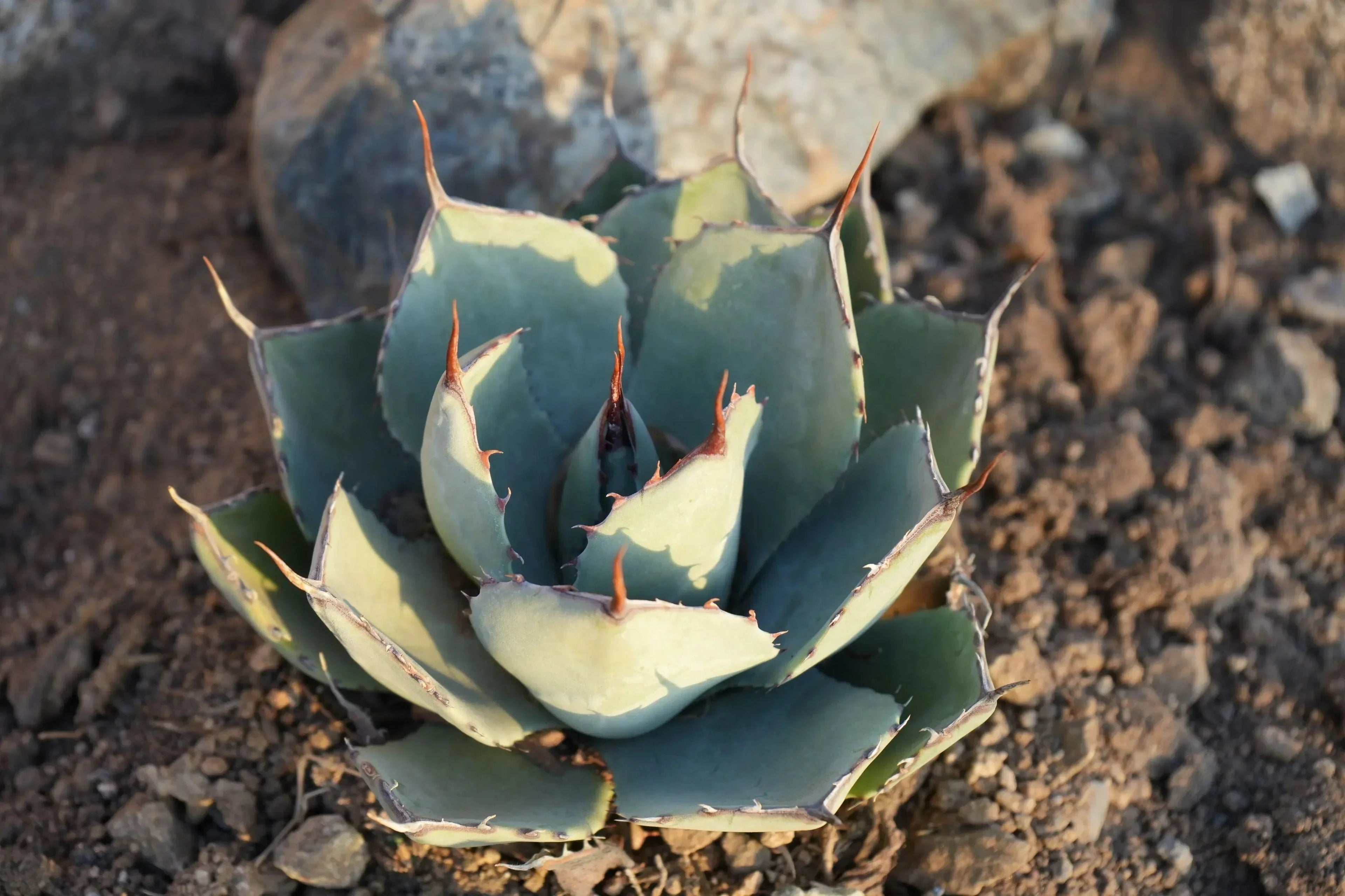 Agave truncata succulent with blue-green leaves and spiky tips growing in rocky soil