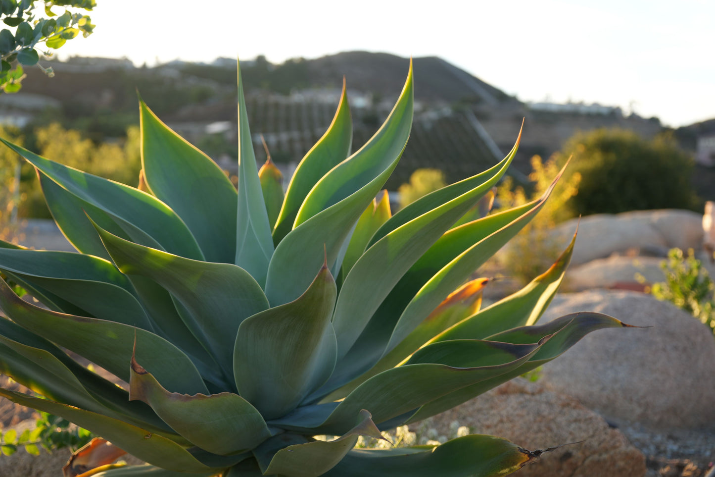 Agave Blue Flame: A Blazing Desert Beauty Succulent