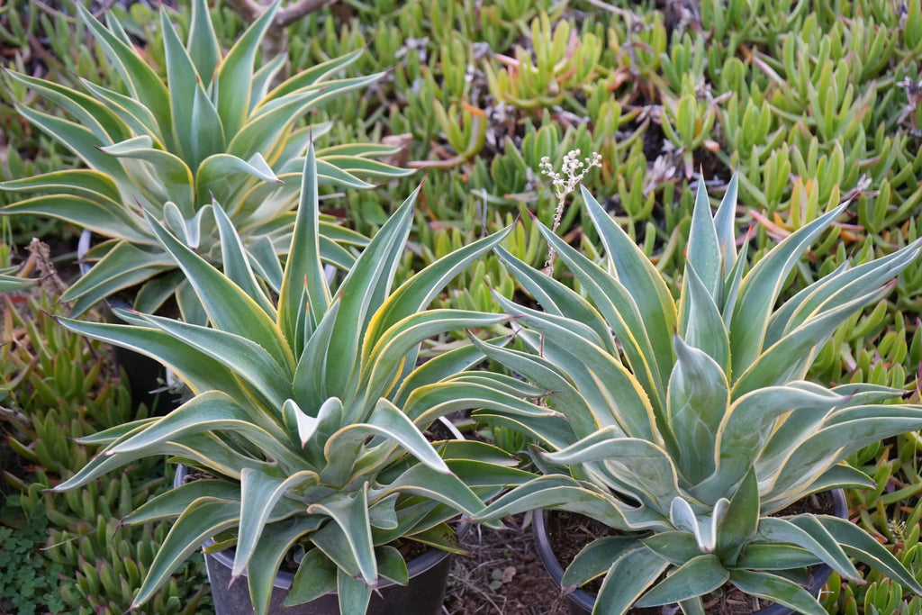 Agave desmettiana plants with green, yellow-edged leaves growing in pots outdoors
