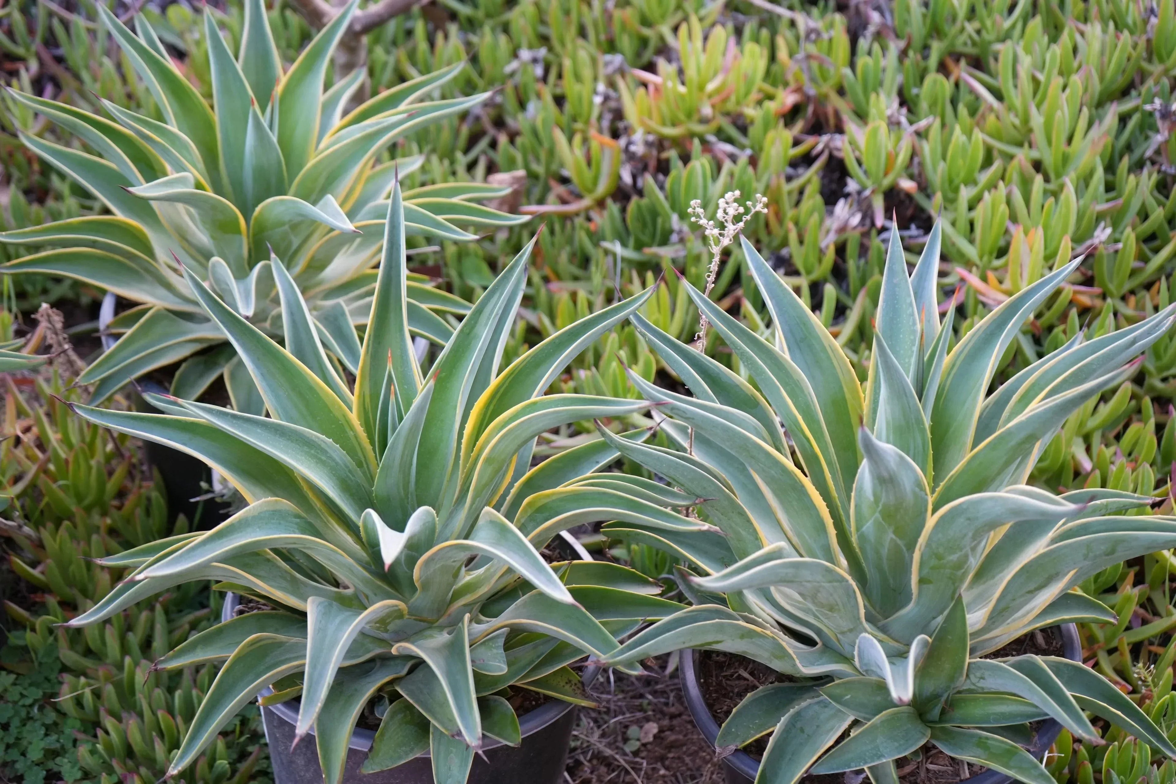 Agave desmettiana plants with green, yellow-edged leaves growing in pots outdoors