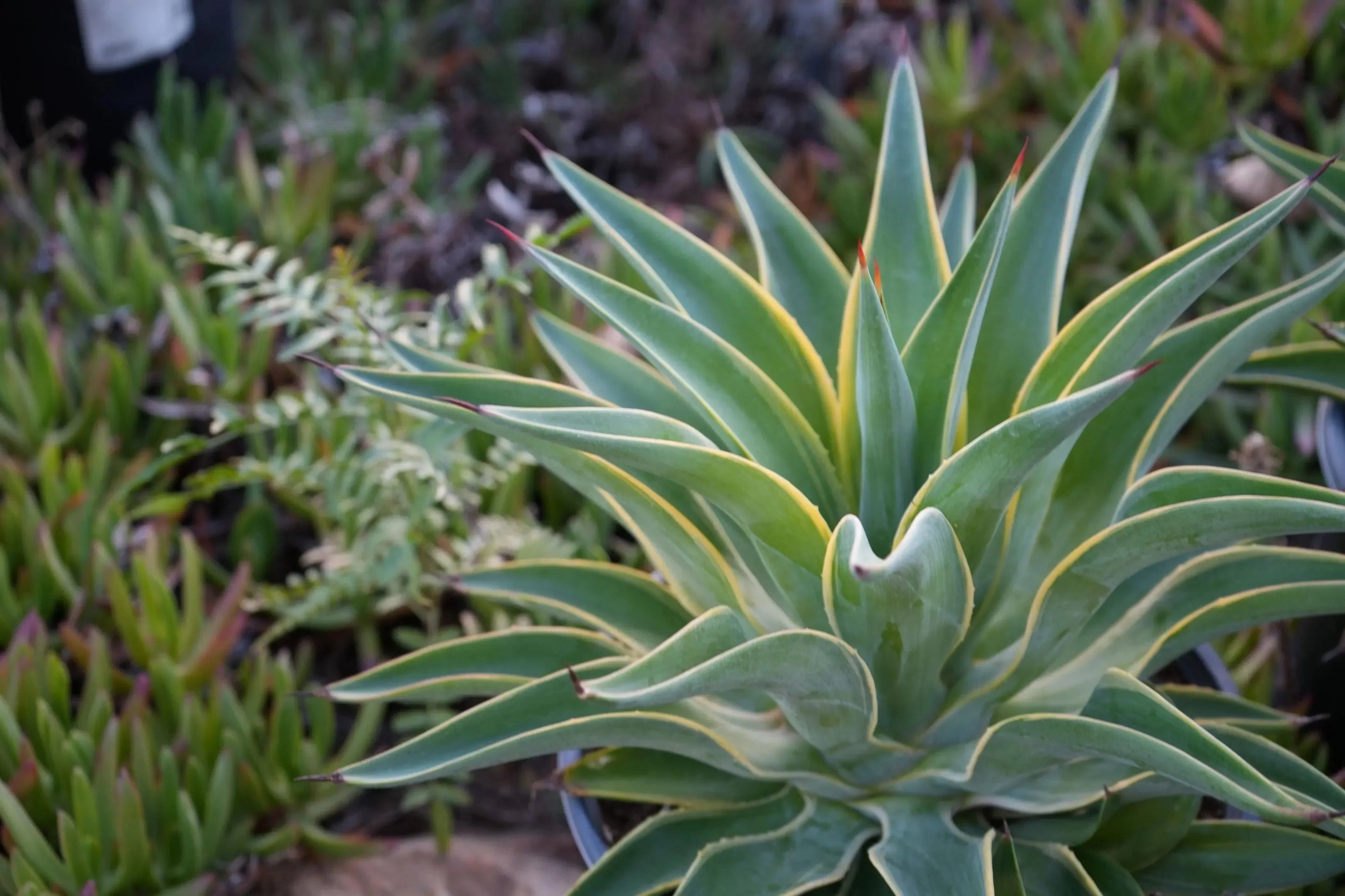desmetiana succulent Agave desmettiana: Desert Spoon, Elongated Leaves and Graceful Form – Bonte Farm