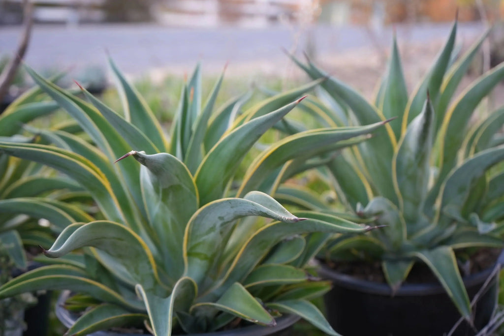 Agave desmettiana plant with spiky green leaves and yellow edges in outdoor pots