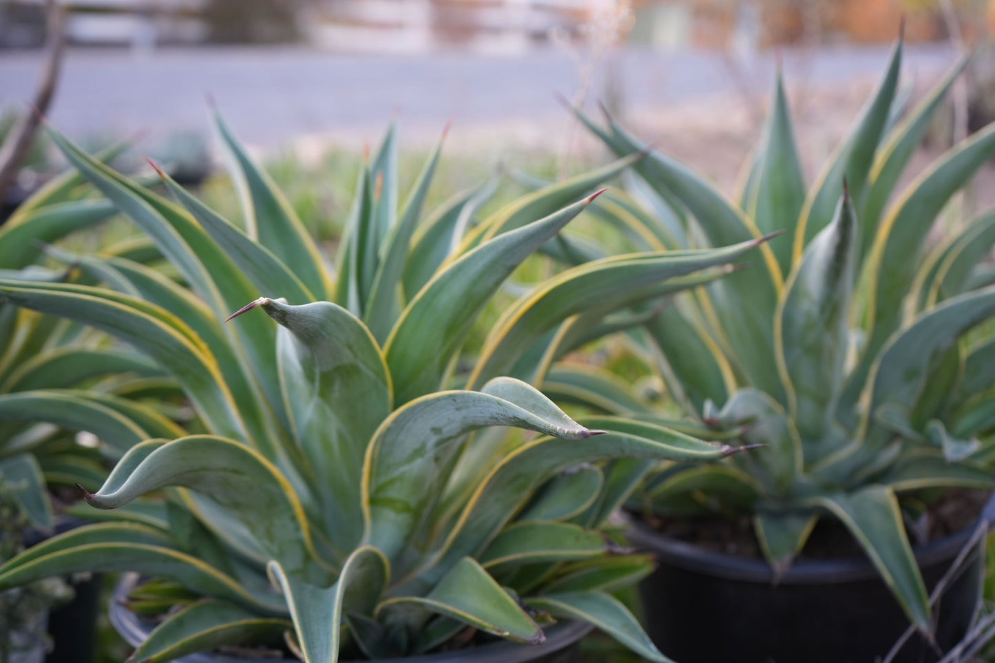 Agave desmettiana: A Graceful Desert Gem