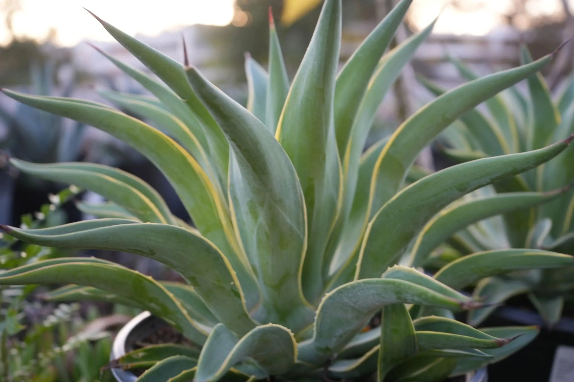 Agave desmettiana: Desert Spoon, Elongated Leaves and Graceful Form – Bonte  Farm