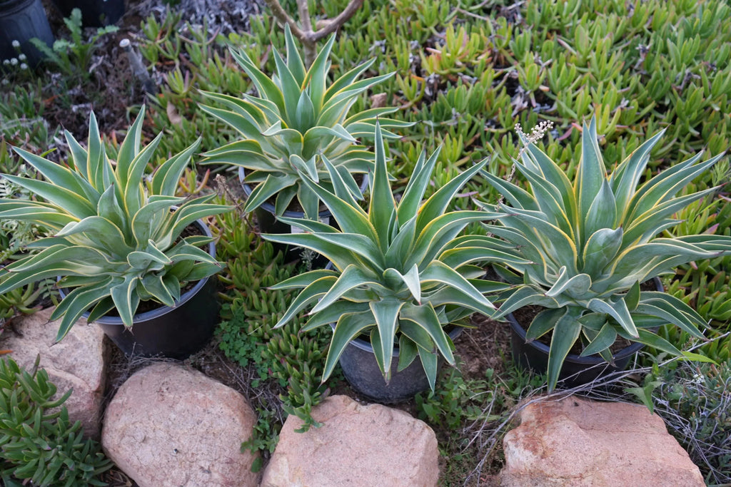Agave desmettiana variegata plants in pots outdoors among succulents and rocks