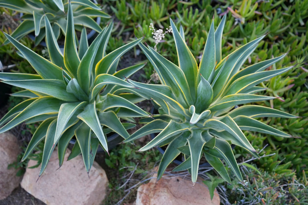 Agave desmettiana variegata plants outdoors, spiky succulent leaves, garden setting