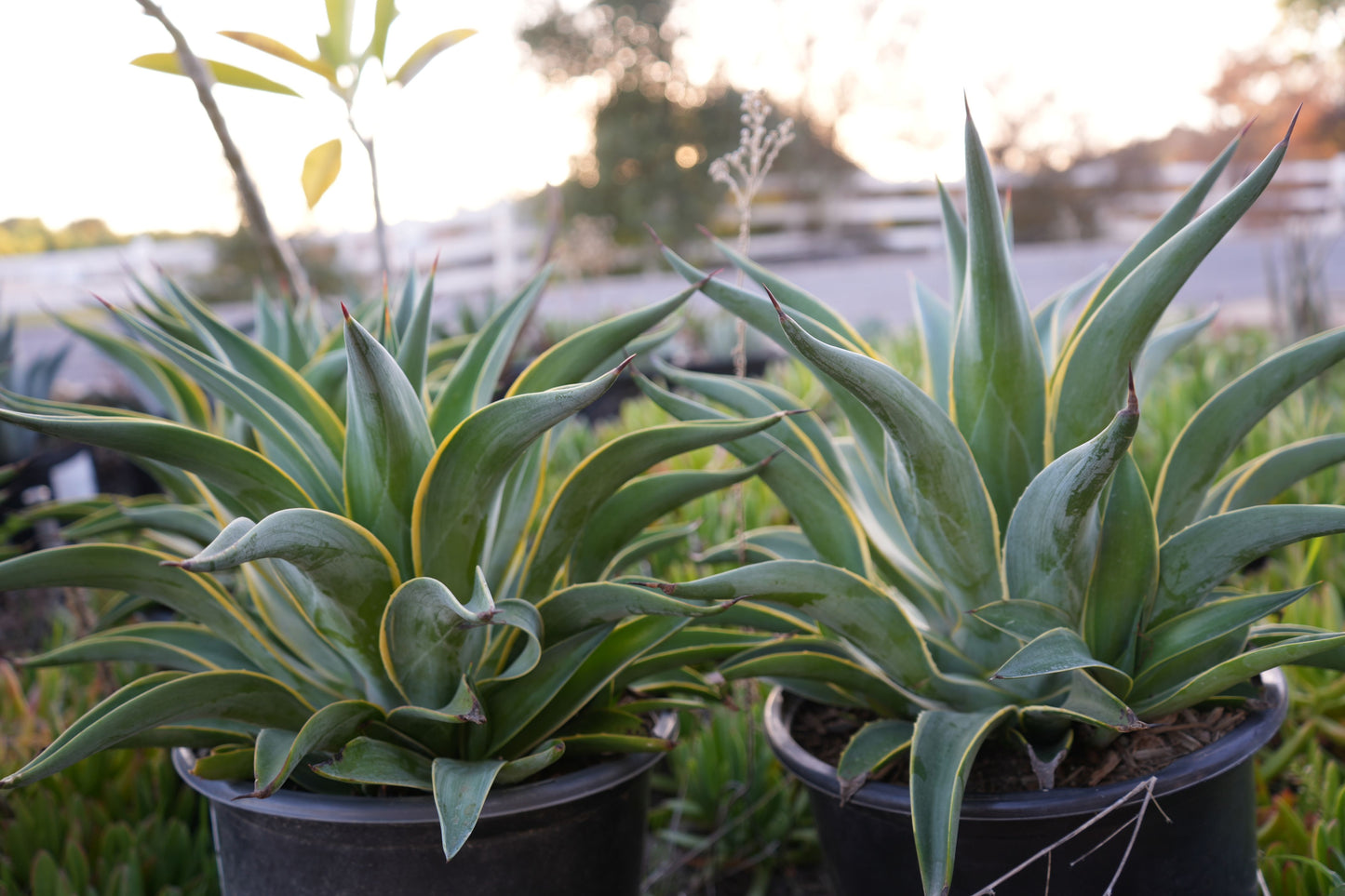 Agave desmettiana: A Graceful Desert Gem