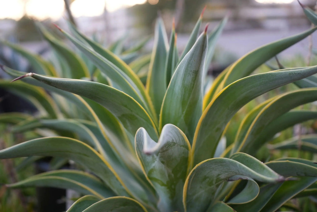 Agave desmettiana plant with green, yellow-edged leaves outdoors