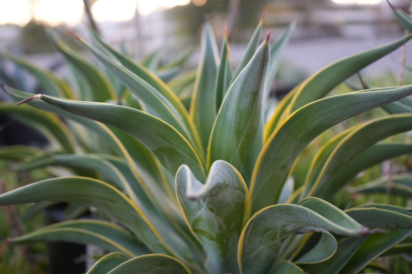 Agave desmettiana: A Graceful Desert Gem