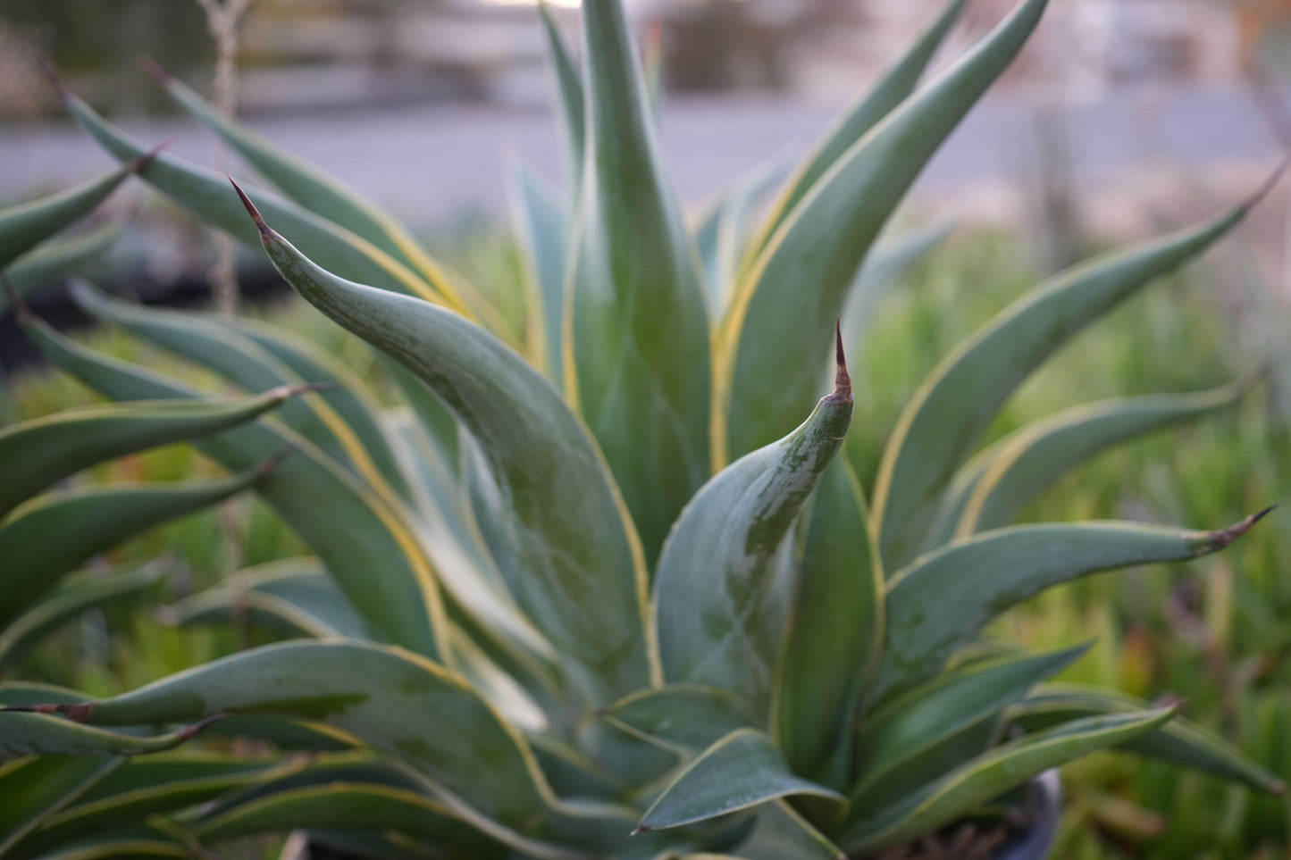 Agave desmettiana: A Graceful Desert Gem