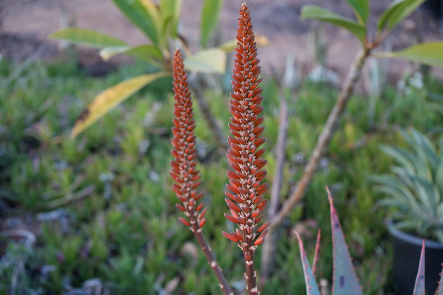 Aloe arborescens x ferox 'Tangerine': A Fiery Succulent - Bonte Farm