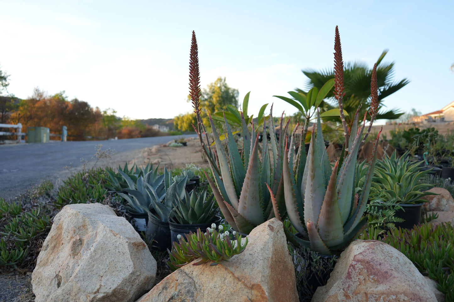 Aloe arborescens x ferox 'Tangerine': A Fiery Succulent - Bonte Farm