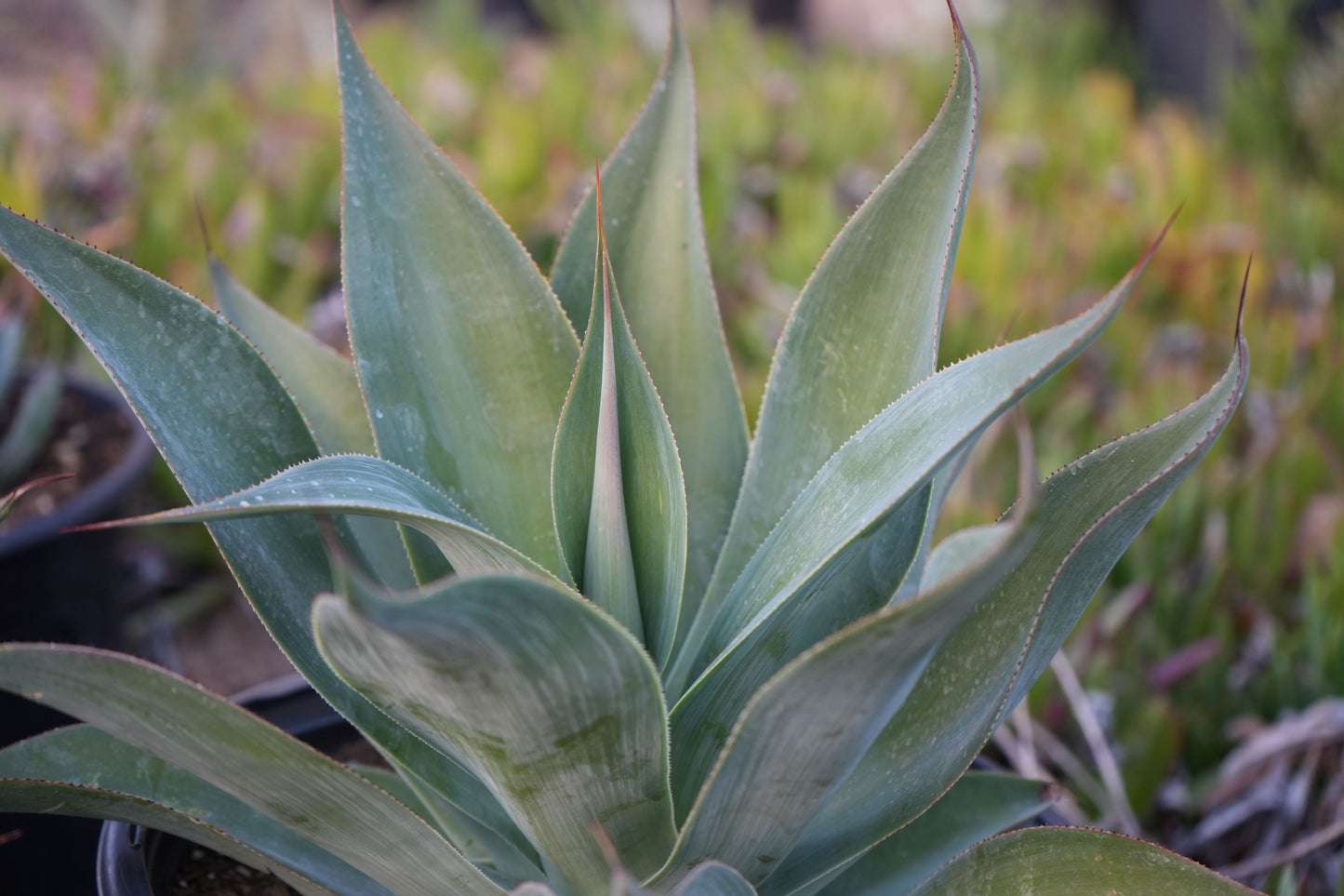 Agave Blue Flame: A Blazing Desert Beauty Succulent