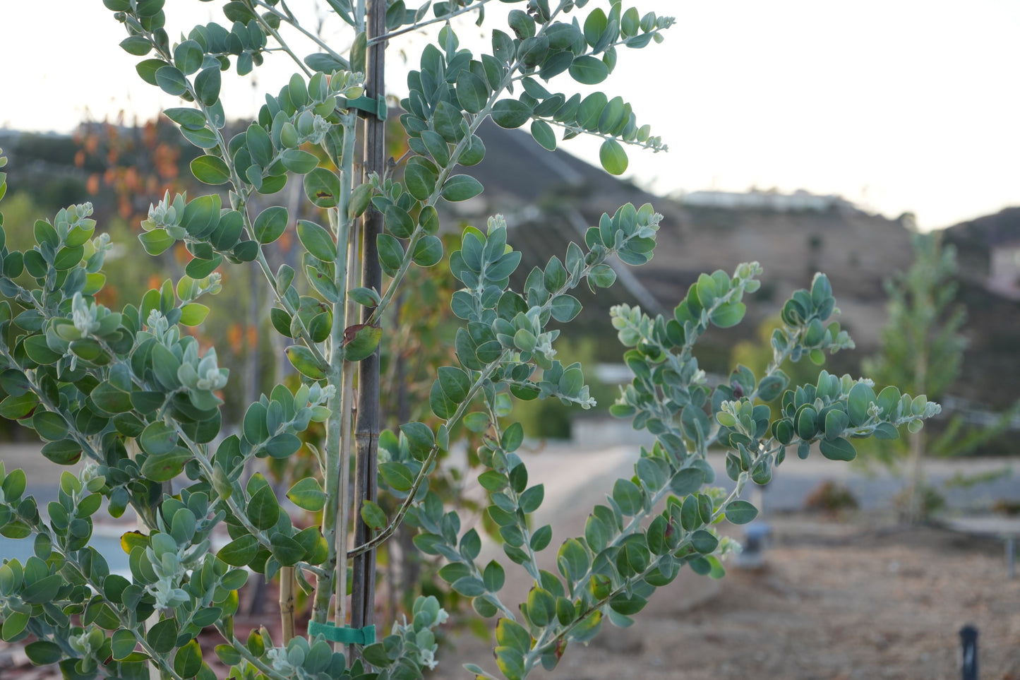 Acacia Podalyriifolia: Pearl Acacia Magic, yellow pompom flowers