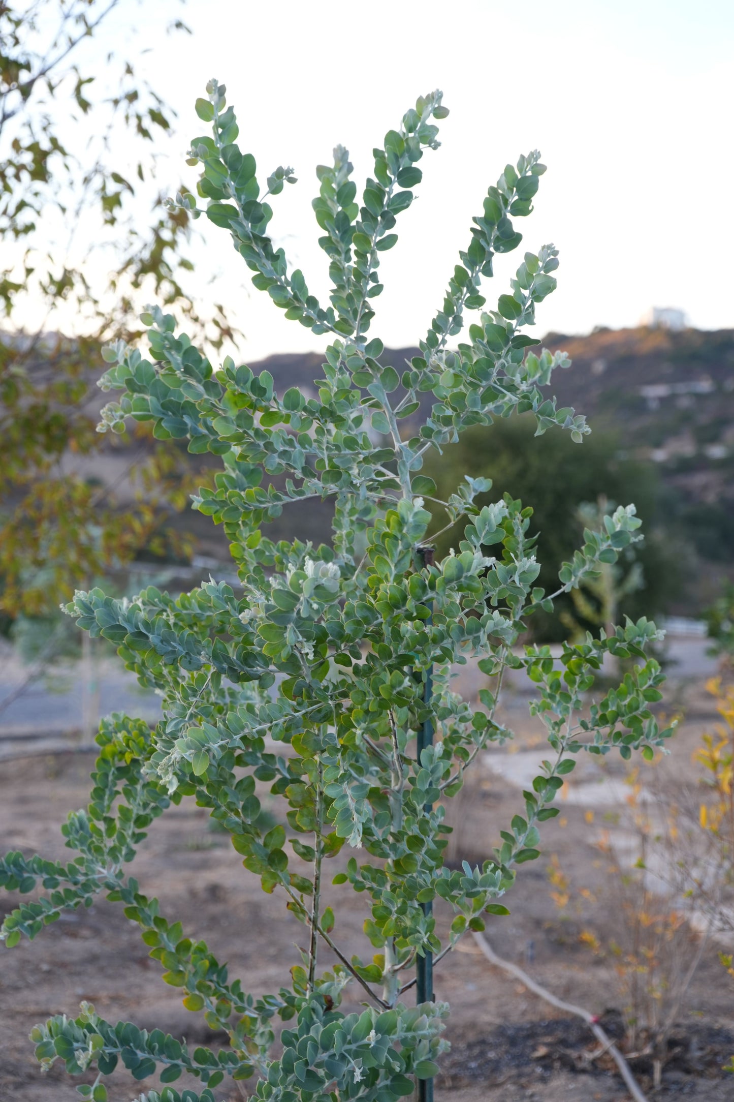 Acacia Podalyriifolia: Pearl Acacia Magic, yellow pompom flowers