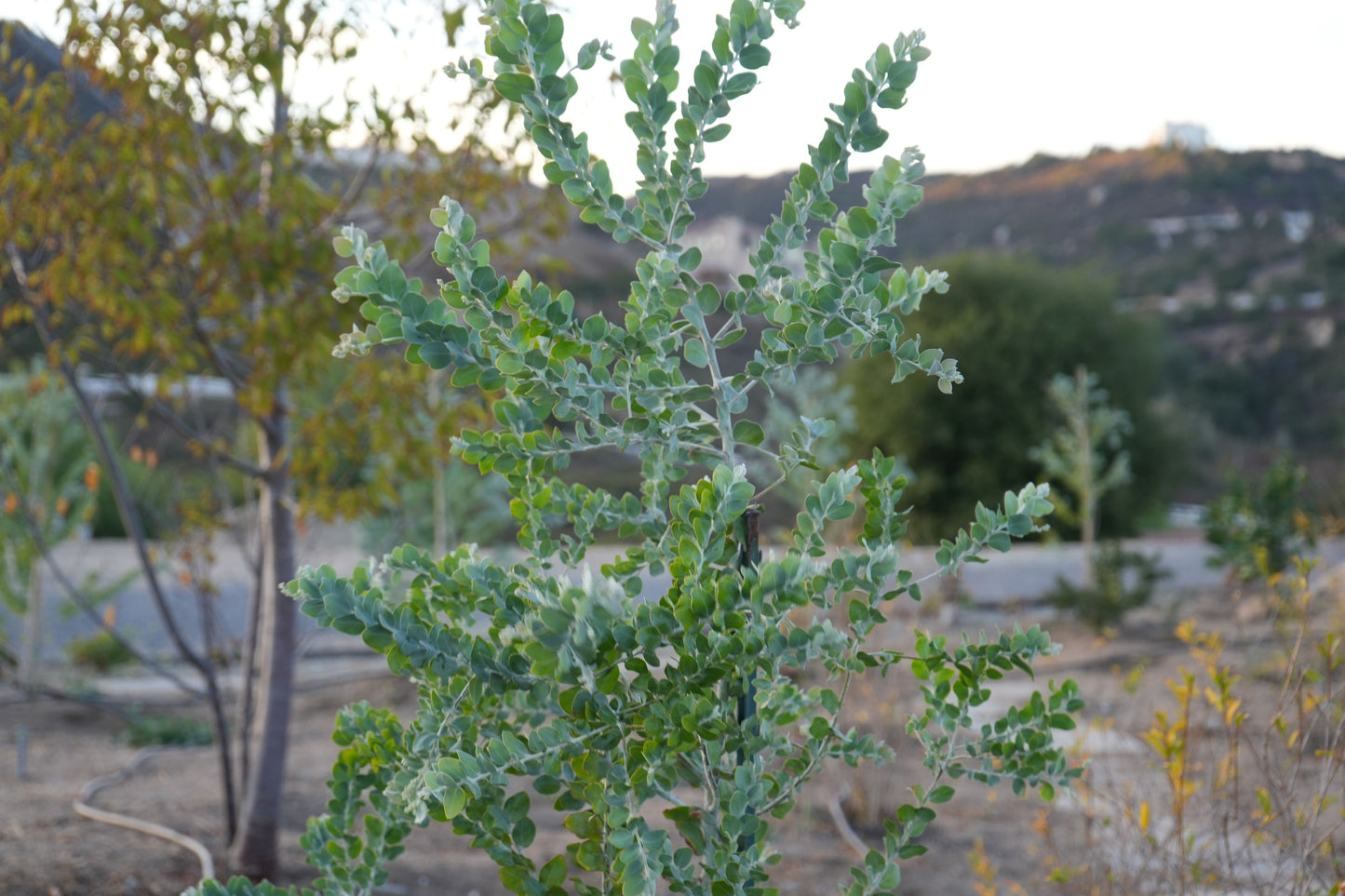 Acacia Podalyriifolia: Pearl Acacia Magic, yellow pompom flowers